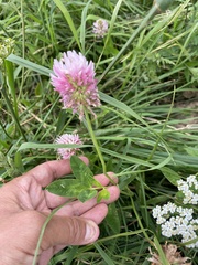 Trifolium ambiguum, photograph (c) Наталья Пикалова, some rights reserved (CC BY)