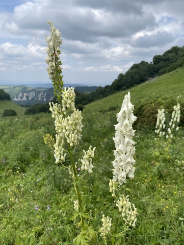 Aconitum orientale, photograph 5