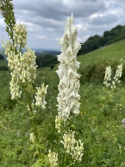 Aconitum orientale, photograph (c) Наталья Пикалова, some rights reserved (CC BY)