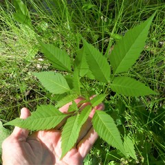 Bidens frondosa
