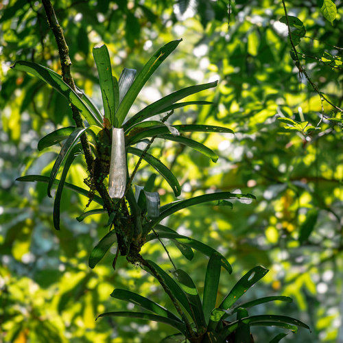 Werauhia gladioliflora
