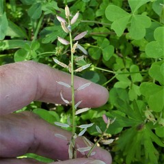 Rorippa sessiliflora