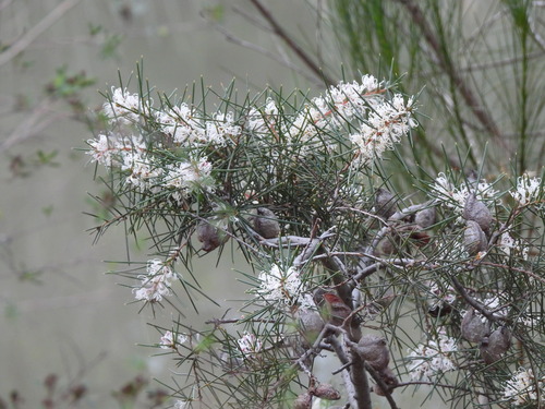 Hakea decurrens, photograph 6