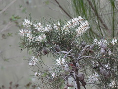 Hakea decurrens, photograph (c) Sid Miller, some rights reserved (CC BY)