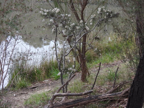 Hakea decurrens, photograph 5
