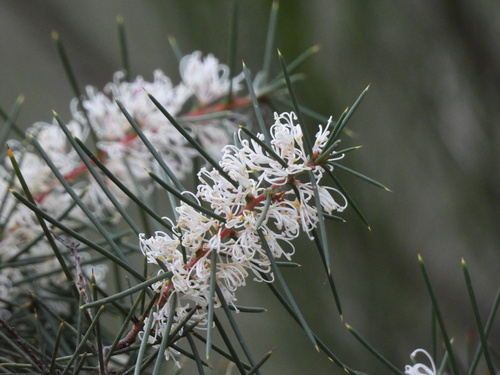 Hakea decurrens, photograph 4