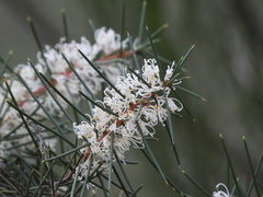 Hakea decurrens, photograph (c) Sid Miller, some rights reserved (CC BY)
