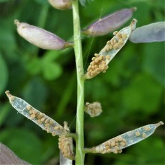 Rorippa sessiliflora