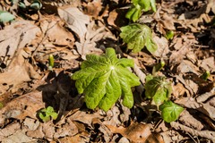 Podophyllum peltatum