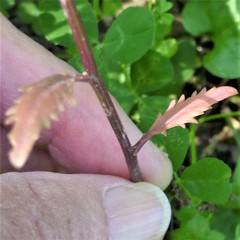 Rorippa sessiliflora