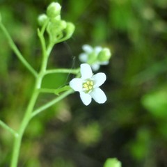 Samolus parviflorus