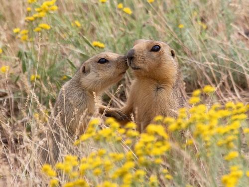 Yellow Ground Squirrel, Быковский р-н, Волгоградская обл., Россия, photo 5 of 10