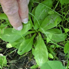 Samolus parviflorus