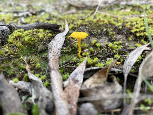Yellow Navel
