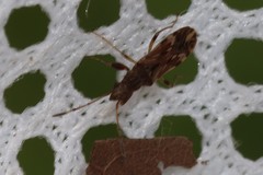 Neopamera albocincta