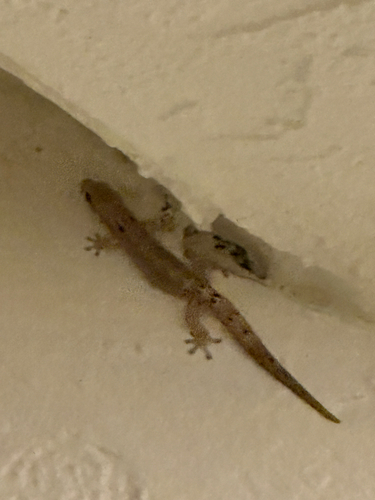 Lepidodactylus lugubris observed 2026-07-29