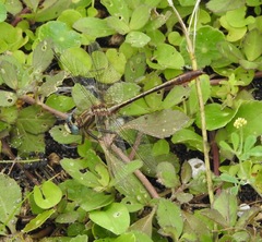Phanogomphus minutus
