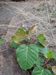 Ficus arnottiana, photograph (c) Ravuri Krishna Chaitanya, some rights reserved (CC BY)