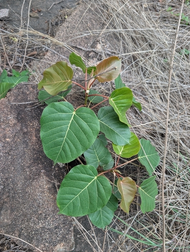 Ficus arnottiana, photograph 5