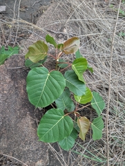 Ficus arnottiana, photograph (c) Ravuri Krishna Chaitanya, some rights reserved (CC BY)