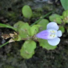 Mazus pumilus