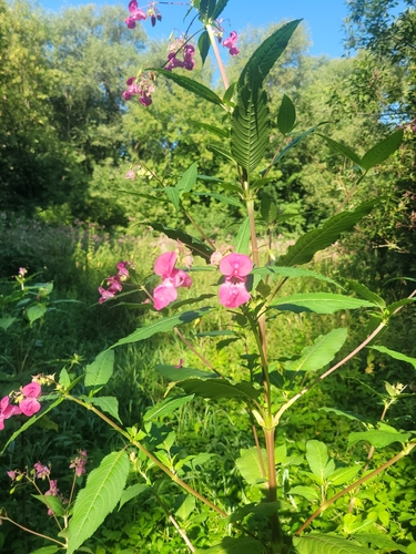 Himalayan balsam