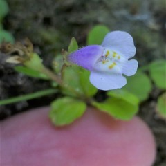 Mazus pumilus