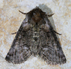 Abrostola microvalis