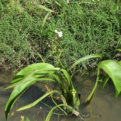 Sagittaria