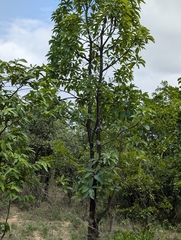 Madhuca longifolia
