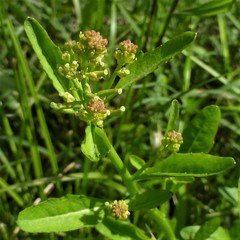 Rorippa sessiliflora