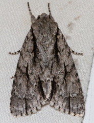 Acronicta texana