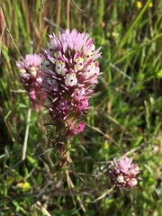 Castilleja densiflora densiflora