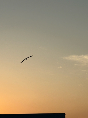 Yellow-legged Gull