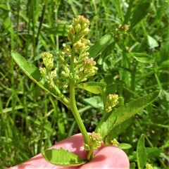 Rorippa sessiliflora