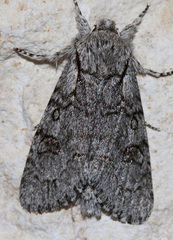 Acronicta tota