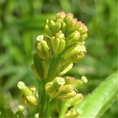 Rorippa sessiliflora