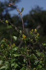 Senecio quinquelobus