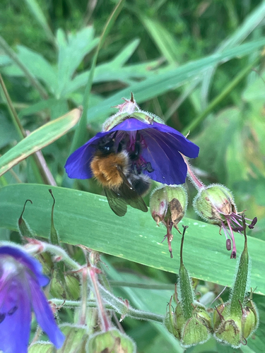 Tree Bumble Bee