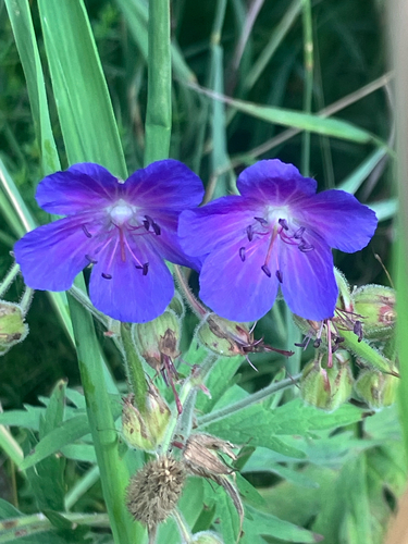 Meadow Crane's-bill