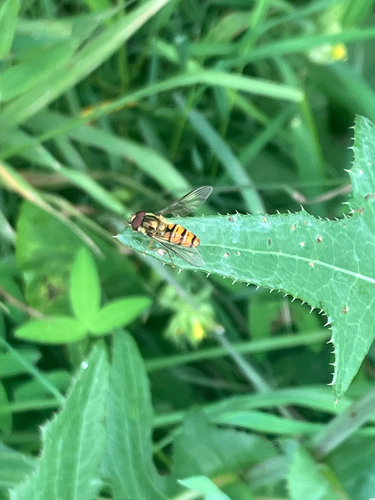 Marmalade Hover Fly