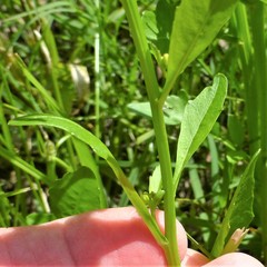 Rorippa sessiliflora