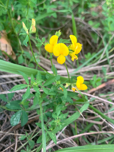 bird's-foot trefoil
