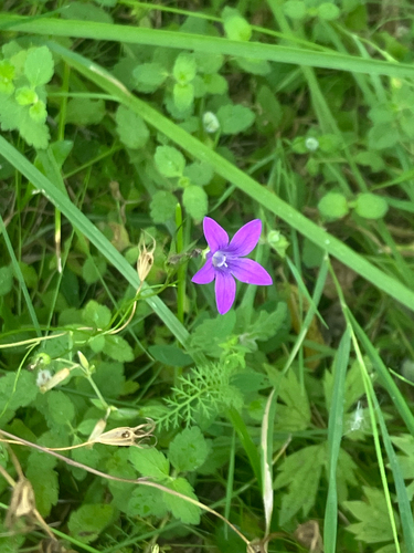 Spreading Bellflower