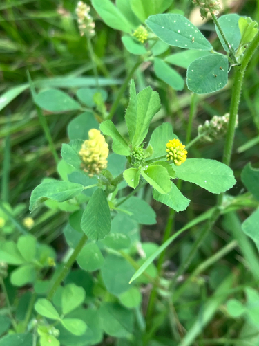 Black Medick