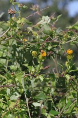 Senecio quinquelobus