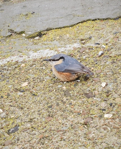 Western Eurasian Nuthatch