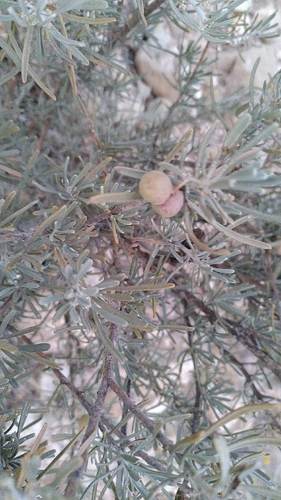 Cneorum pulverulentum, photograph 2