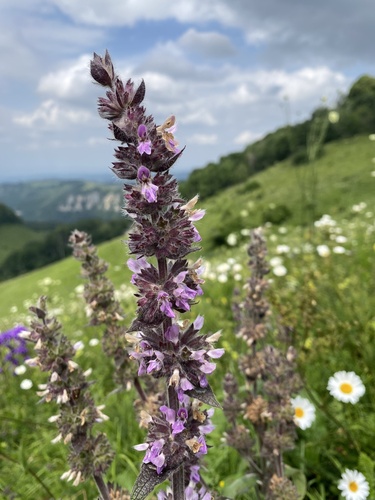 Stachys balansae, photograph 2