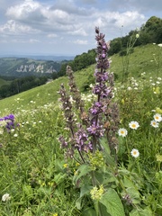 Stachys balansae, photograph (c) Наталья Пикалова, some rights reserved (CC BY)